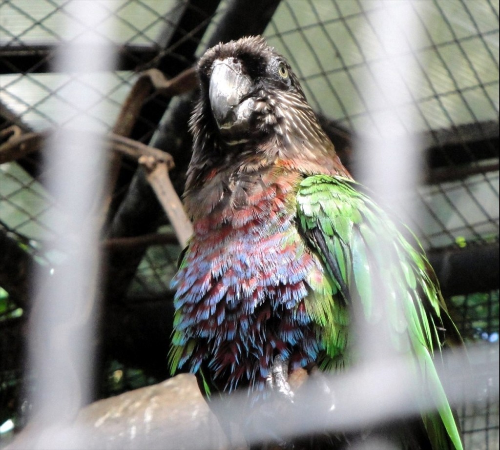 Foto: Parque das Aves - Foz do Iguaçú (Paraná), Brasil