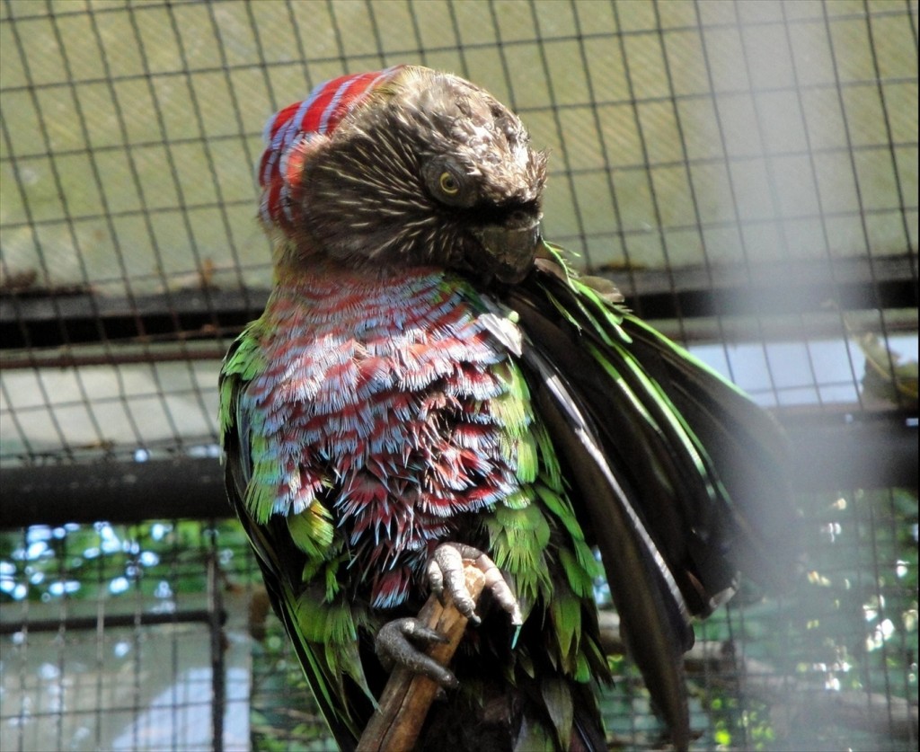 Foto: Parque das Aves - Foz do Iguaçú (Paraná), Brasil