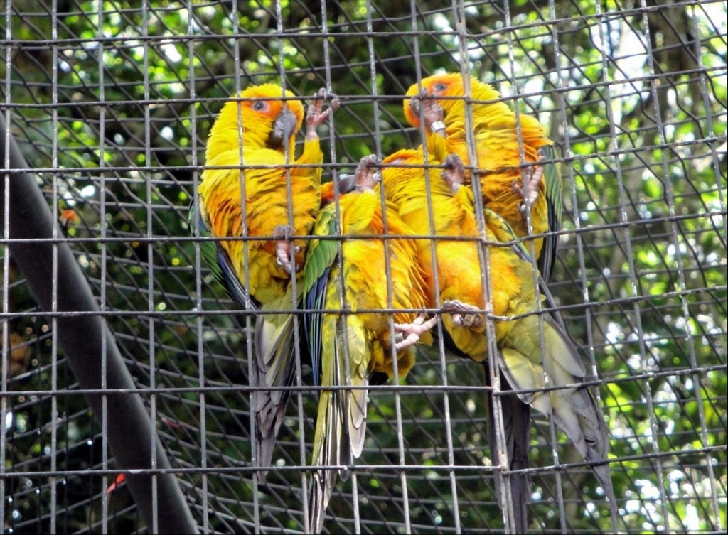 Foto: Parque das Aves - Foz do Iguaçú (Paraná), Brasil