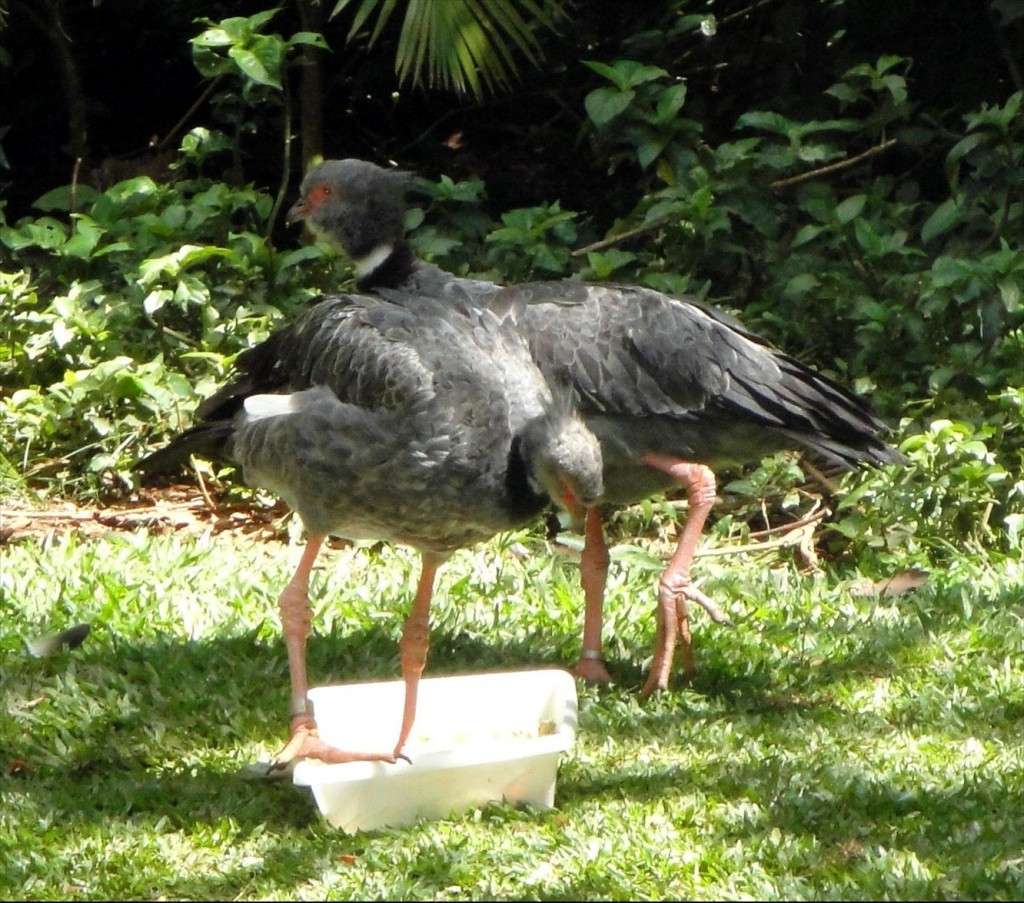 Foto: Parque das Aves - Foz do Iguaçú (Paraná), Brasil