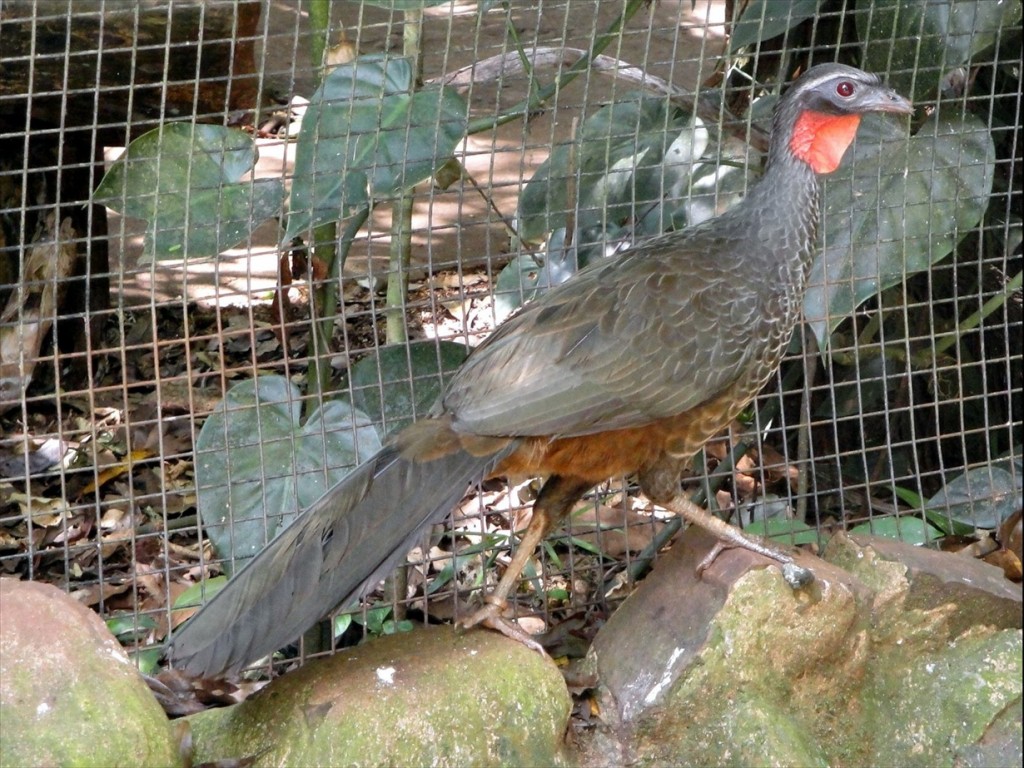 Foto: Parque das Aves - Foz do Iguaçú (Paraná), Brasil