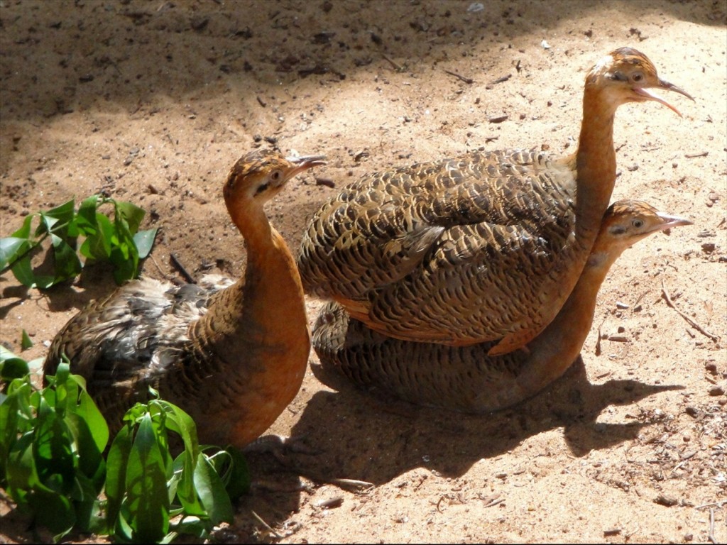 Foto: Parque das Aves - Foz do Iguaçú (Paraná), Brasil