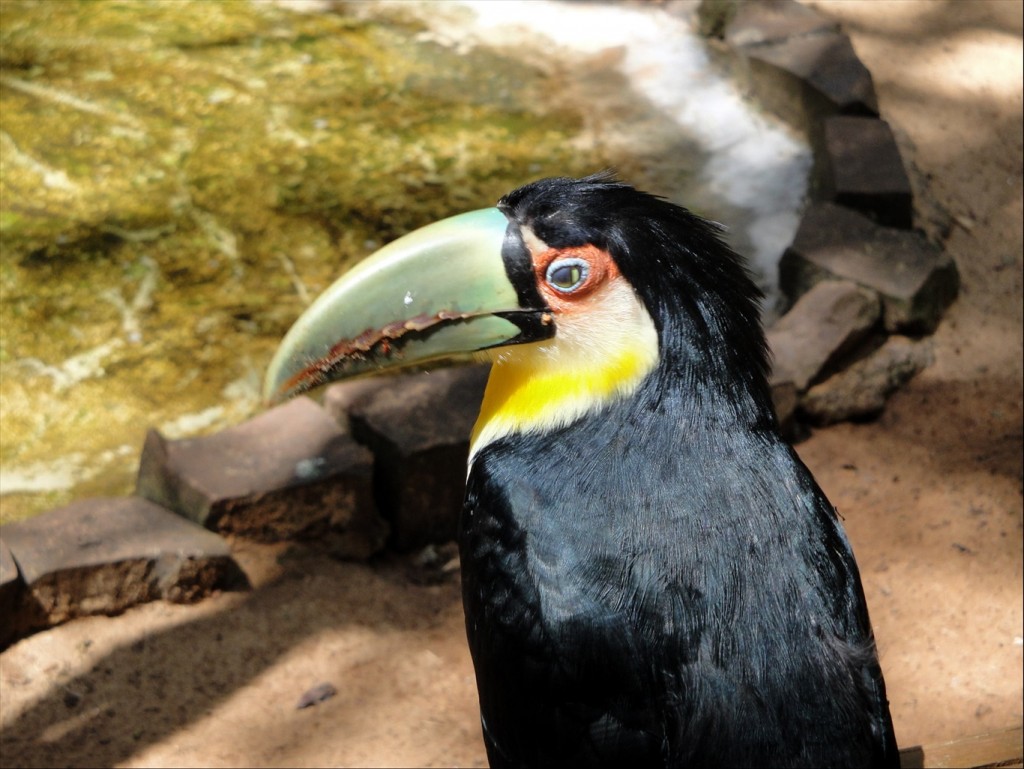Foto: Parque das Aves - Foz do Iguaçú (Paraná), Brasil