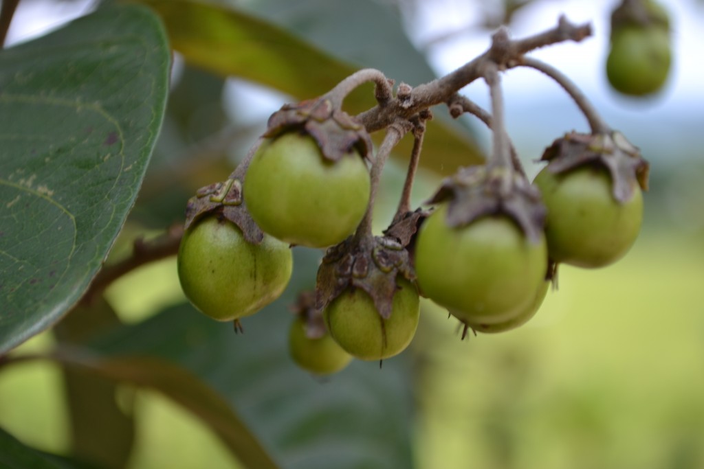Foto: NANCES,  NICOYA - Nicoya (Guanacaste), Costa Rica