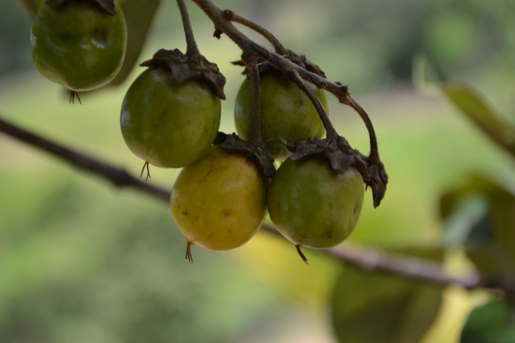 Foto: NANCES DE NICOYA - Nicoya (Guanacaste), Costa Rica