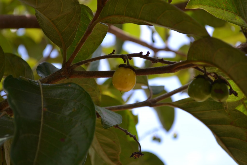 Foto: NANCES DE NICOYA - Nicoya (Guanacaste), Costa Rica