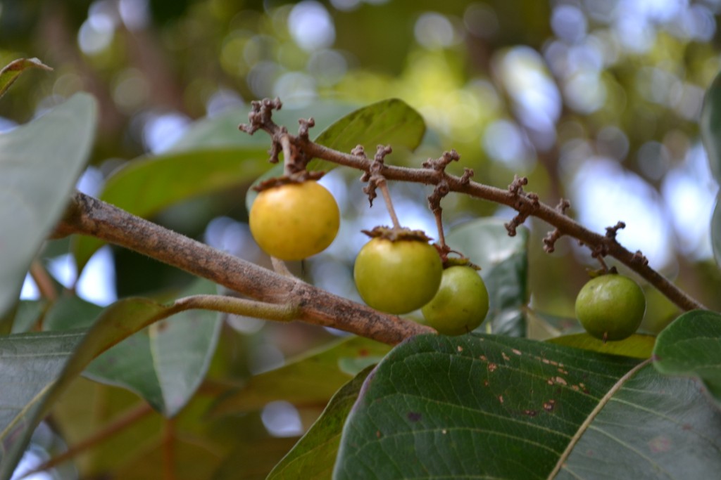 Foto: NANCES DE NICOYA - Nicoya (Guanacaste), Costa Rica