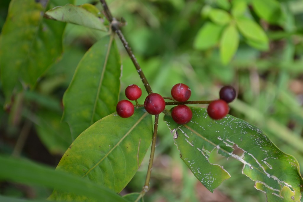 Foto de Nicoya (Guanacaste), Costa Rica