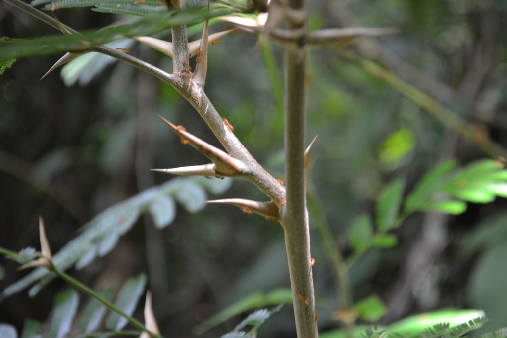 Foto de Nicoya (Guanacaste), Costa Rica