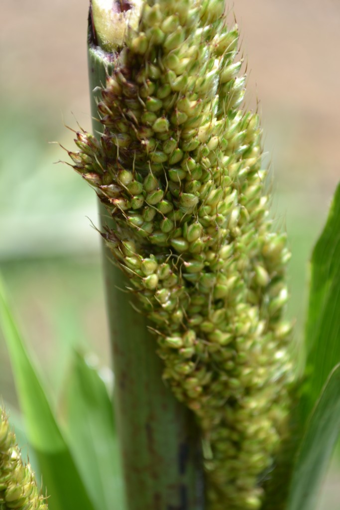 Foto de Nicoya (Guanacaste), Costa Rica