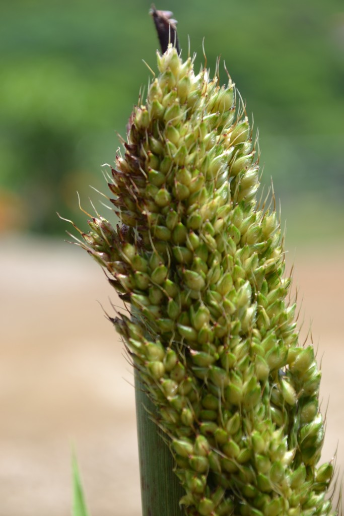 Foto de Nicoya (Guanacaste), Costa Rica