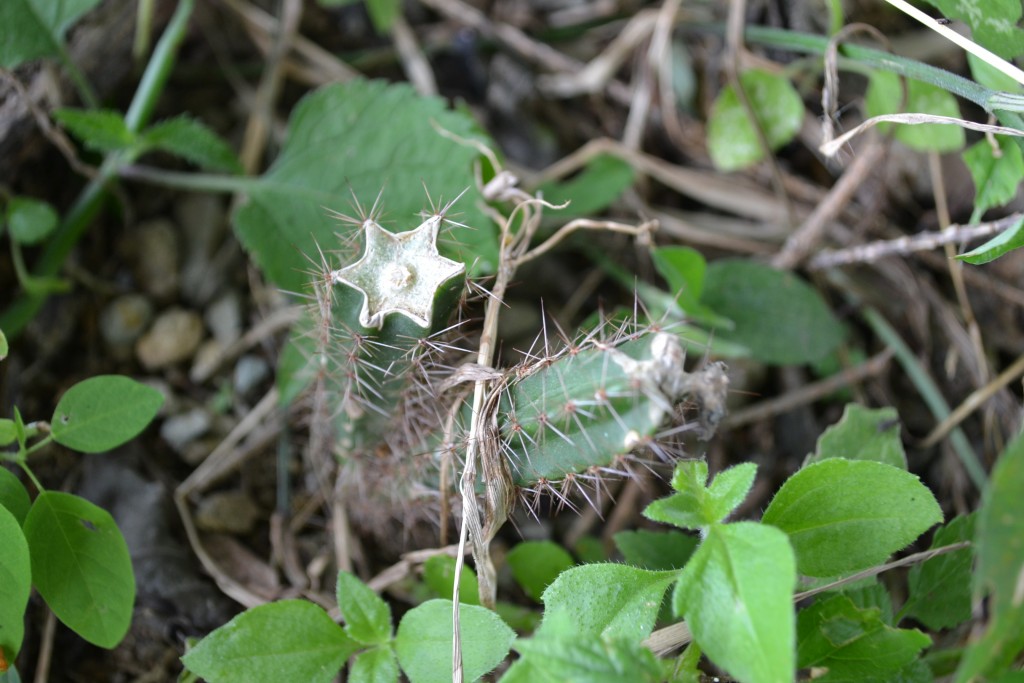 Foto de Nicoya (Guanacaste), Costa Rica