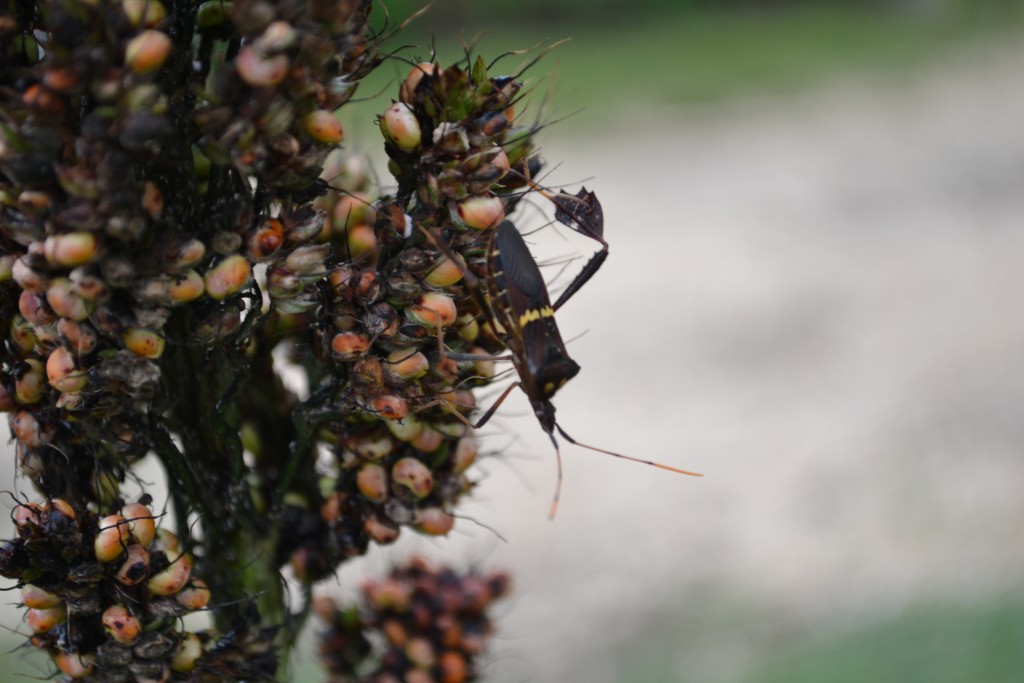 Foto de Nicoya (Guanacaste), Costa Rica
