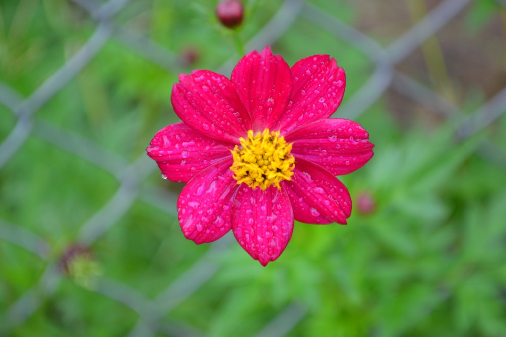 Foto de Nicoya (Guanacaste), Costa Rica