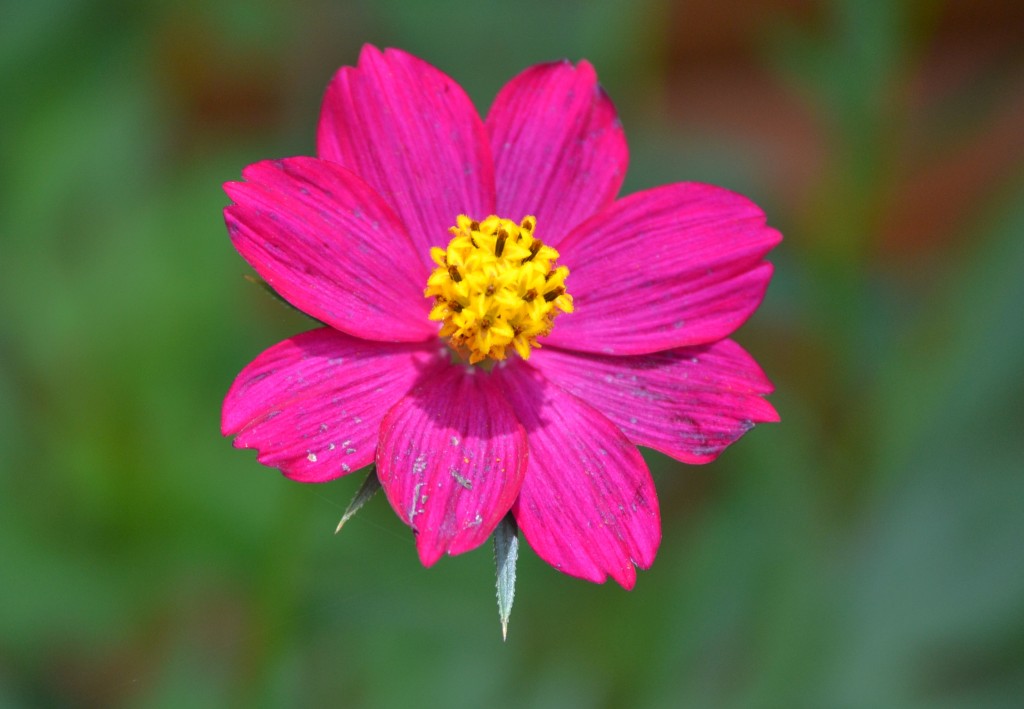 Foto de Nicoya (Guanacaste), Costa Rica