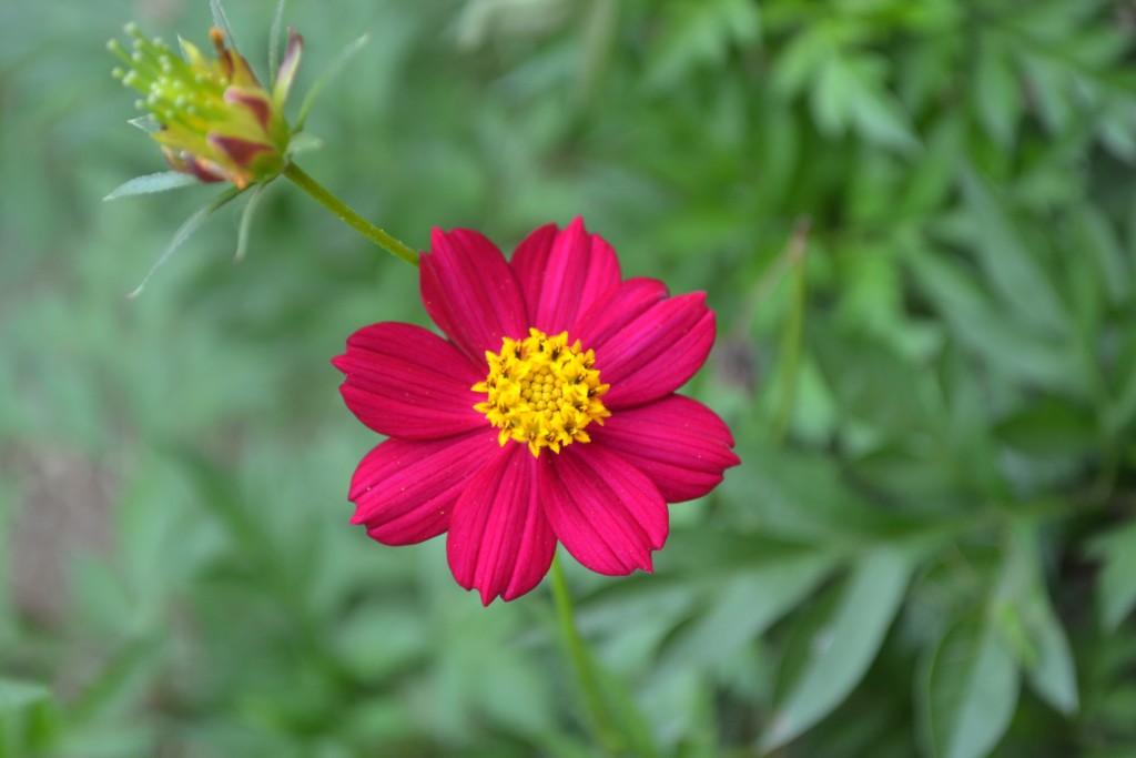 Foto de Nicoya (Guanacaste), Costa Rica