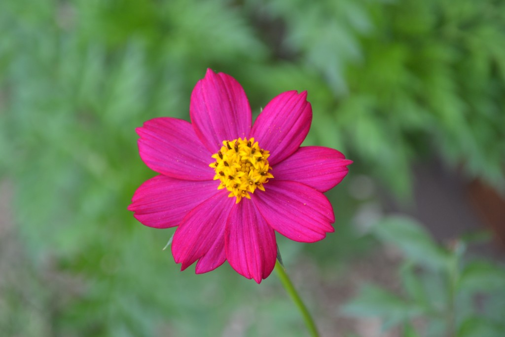 Foto de Nicoya (Guanacaste), Costa Rica