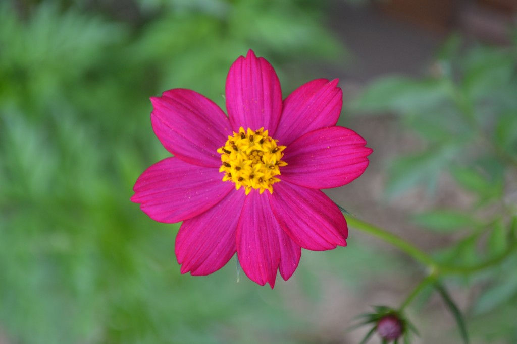 Foto de Nicoya (Guanacaste), Costa Rica
