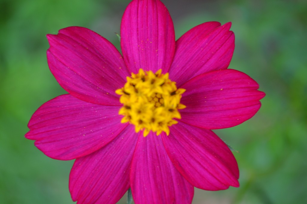 Foto de Nicoya (Guanacaste), Costa Rica