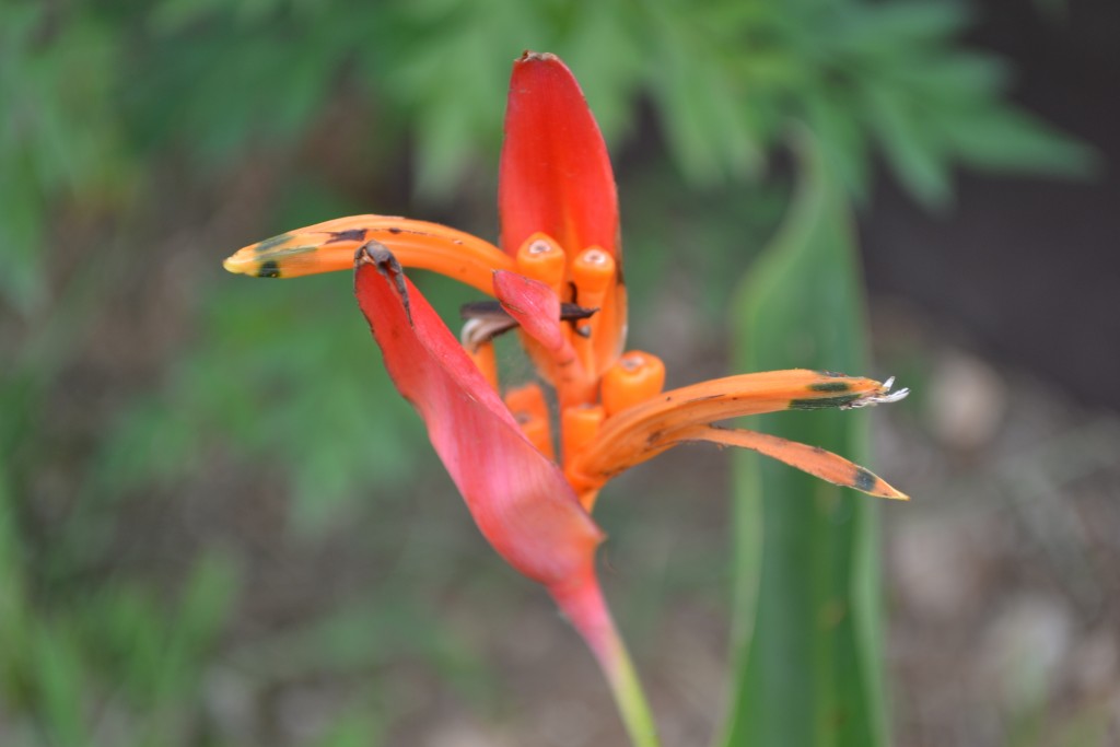 Foto de Nicoya (Guanacaste), Costa Rica