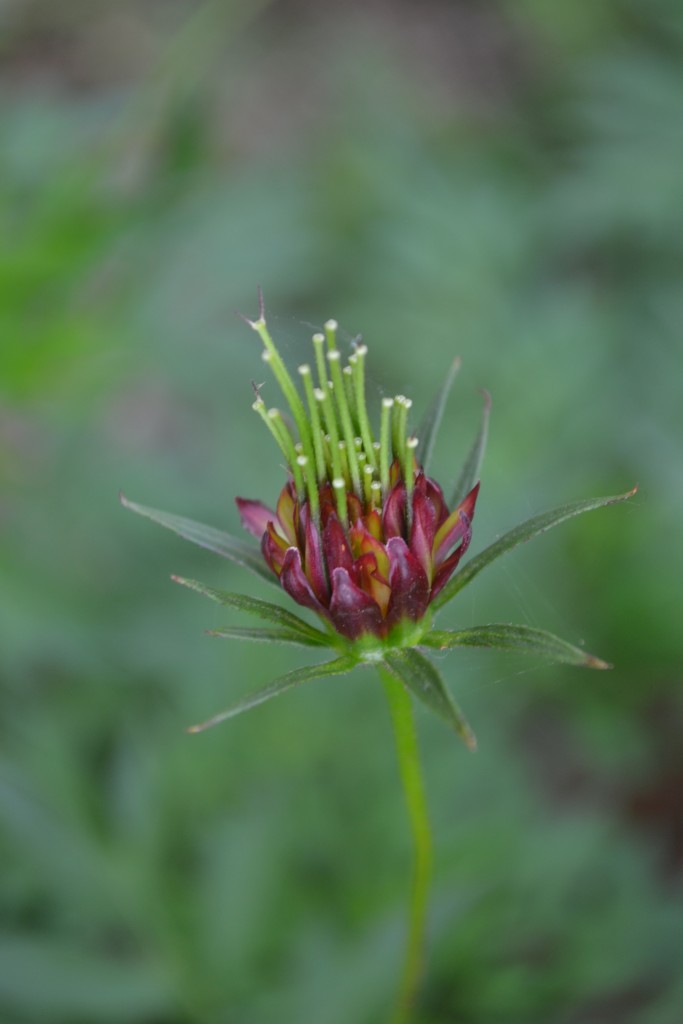 Foto de Nicoya (Guanacaste), Costa Rica