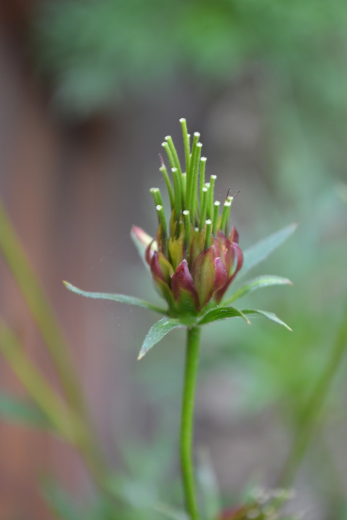 Foto de Nicoya (Guanacaste), Costa Rica