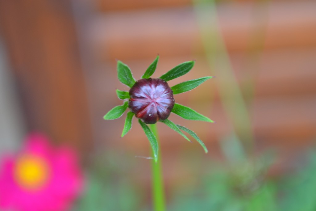 Foto de Nicoya (Guanacaste), Costa Rica