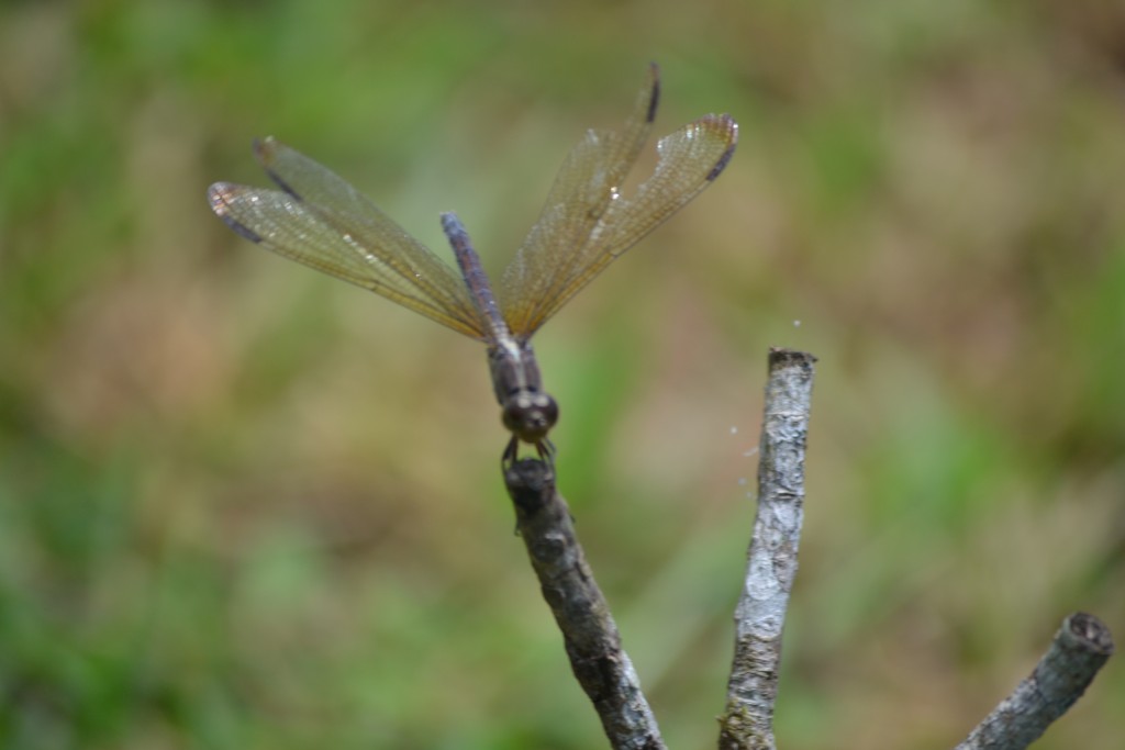 Foto de Nicoya (Guanacaste), Costa Rica