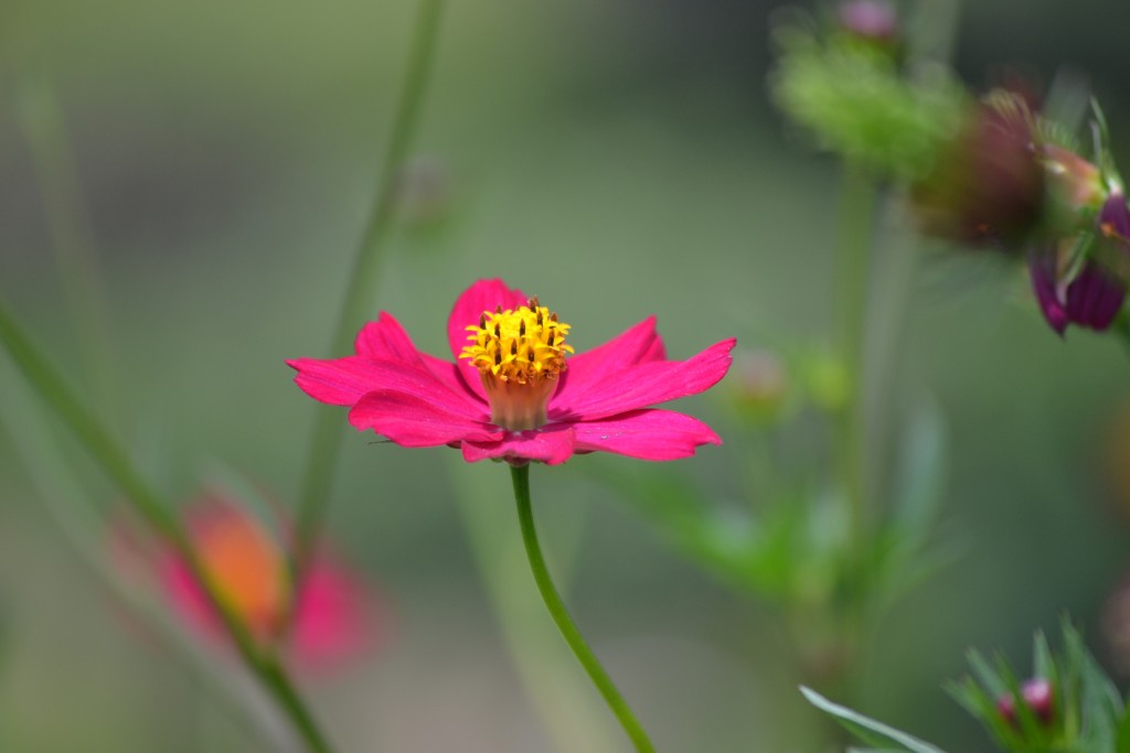 Foto de Nicoya (Guanacaste), Costa Rica