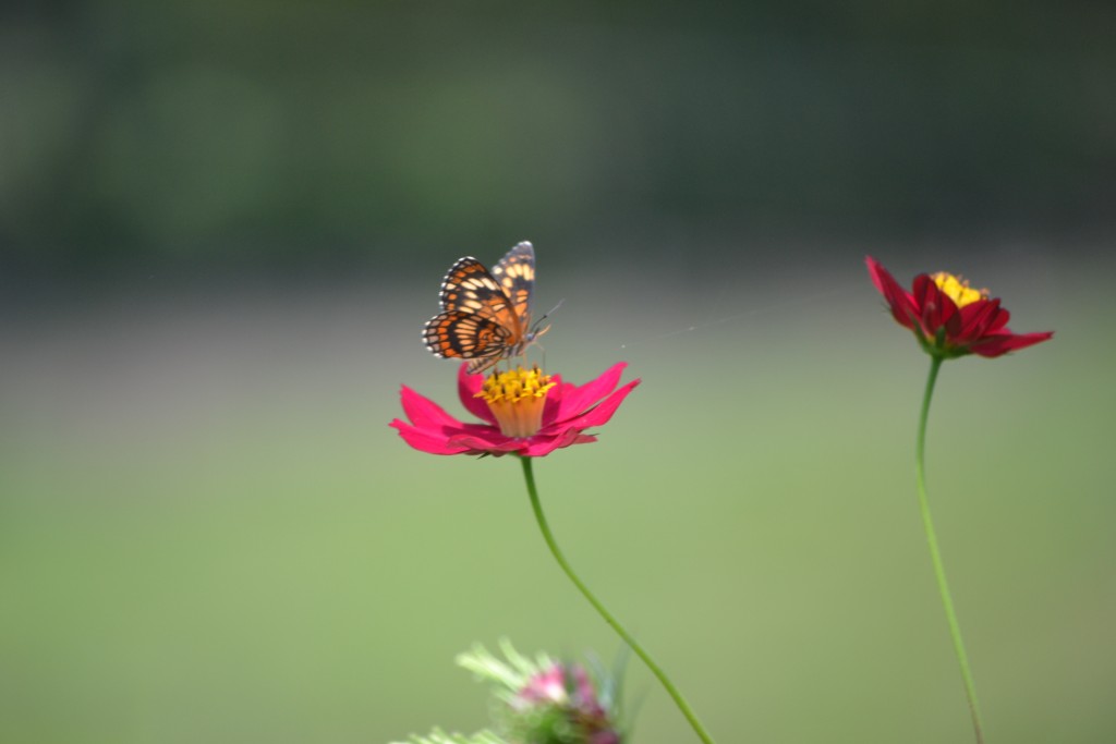 Foto de Nicoya (Guanacaste), Costa Rica