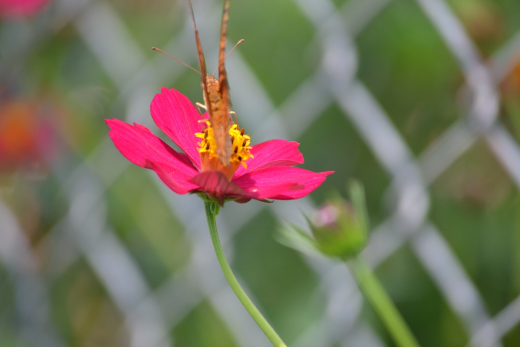 Foto de Nicoya (Guanacaste), Costa Rica