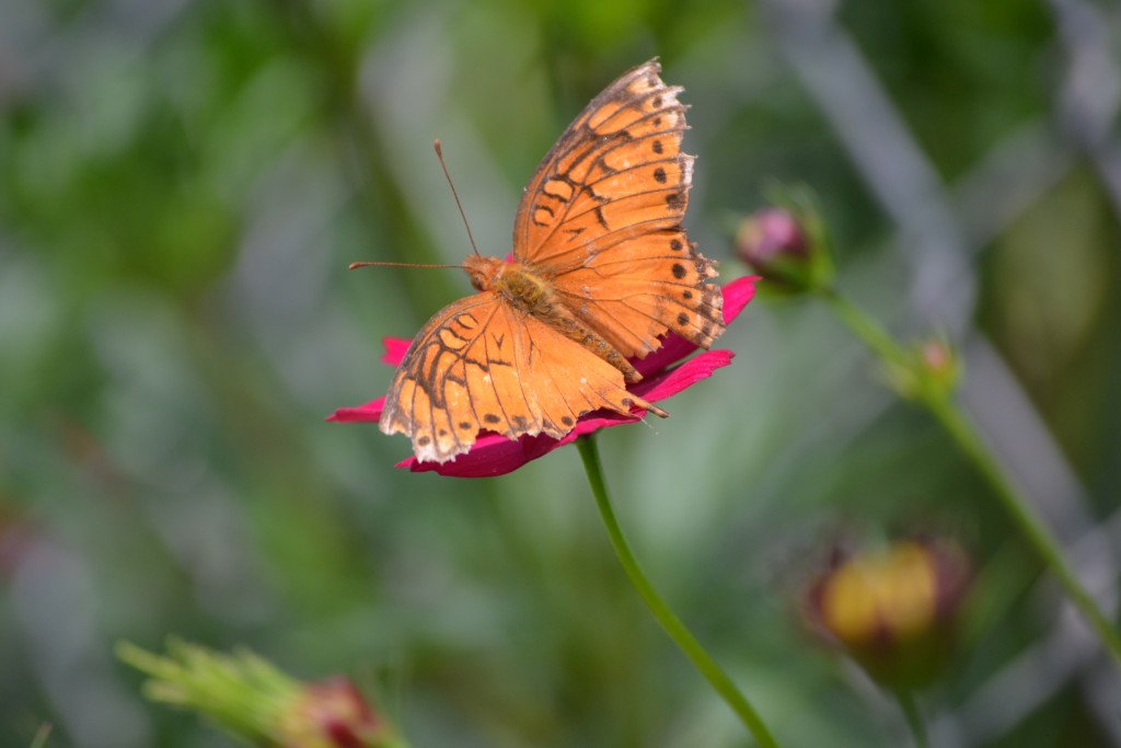 Foto de Nicoya (Guanacaste), Costa Rica