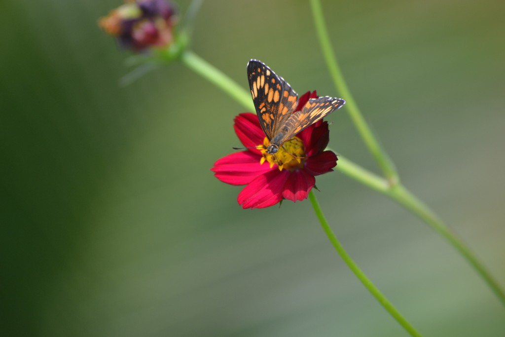 Foto de Nicoya (Guanacaste), Costa Rica