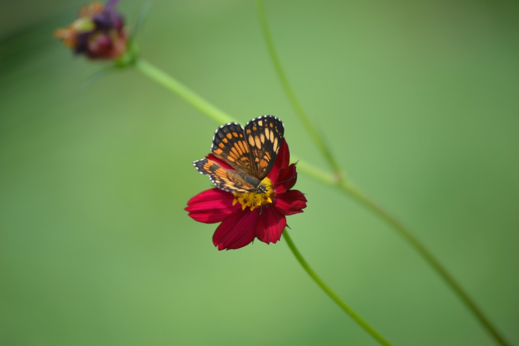 Foto de Nicoya (Guanacaste), Costa Rica