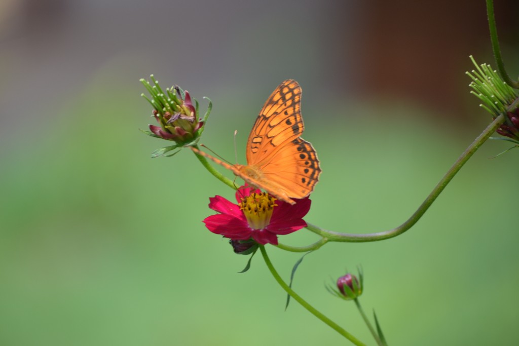 Foto de Nicoya (Guanacaste), Costa Rica