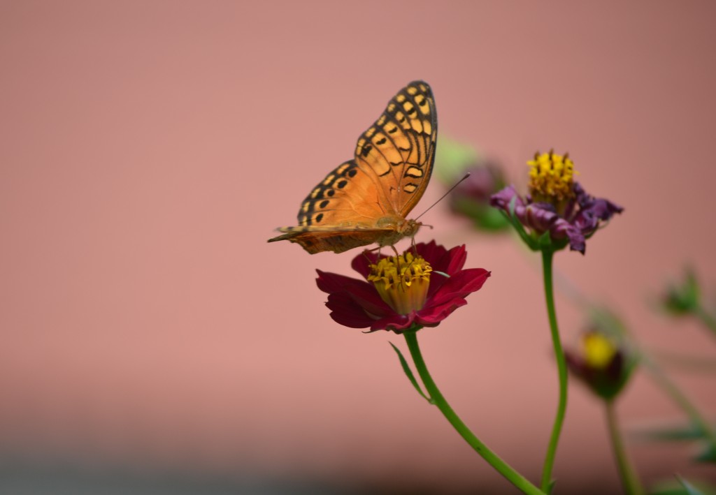 Foto de Nicoya (Guanacaste), Costa Rica