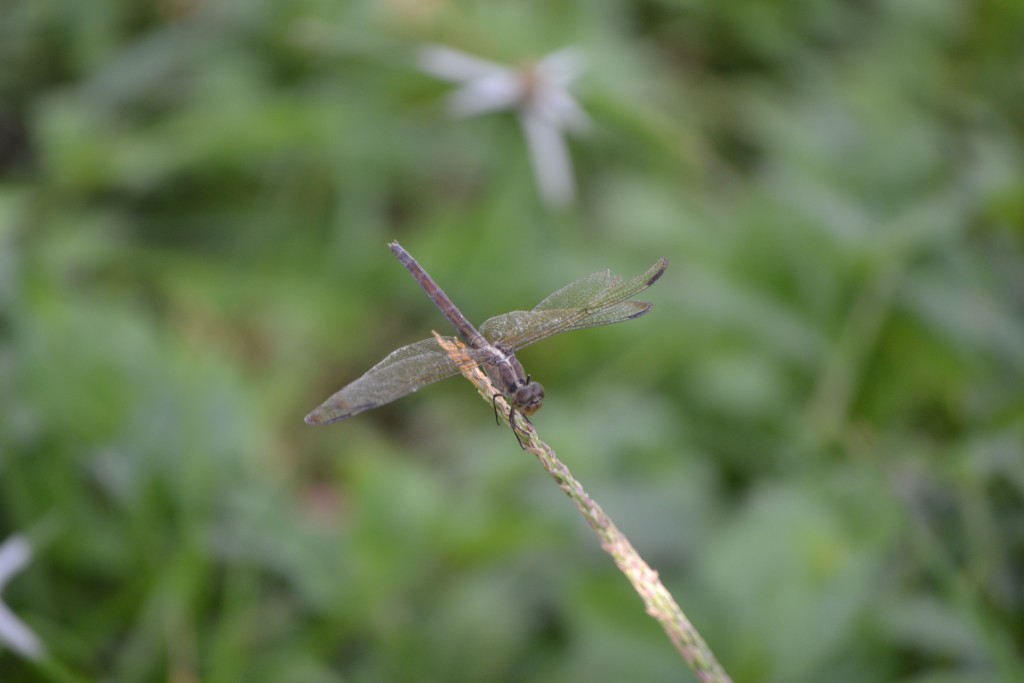Foto de Nicoya (Guanacaste), Costa Rica