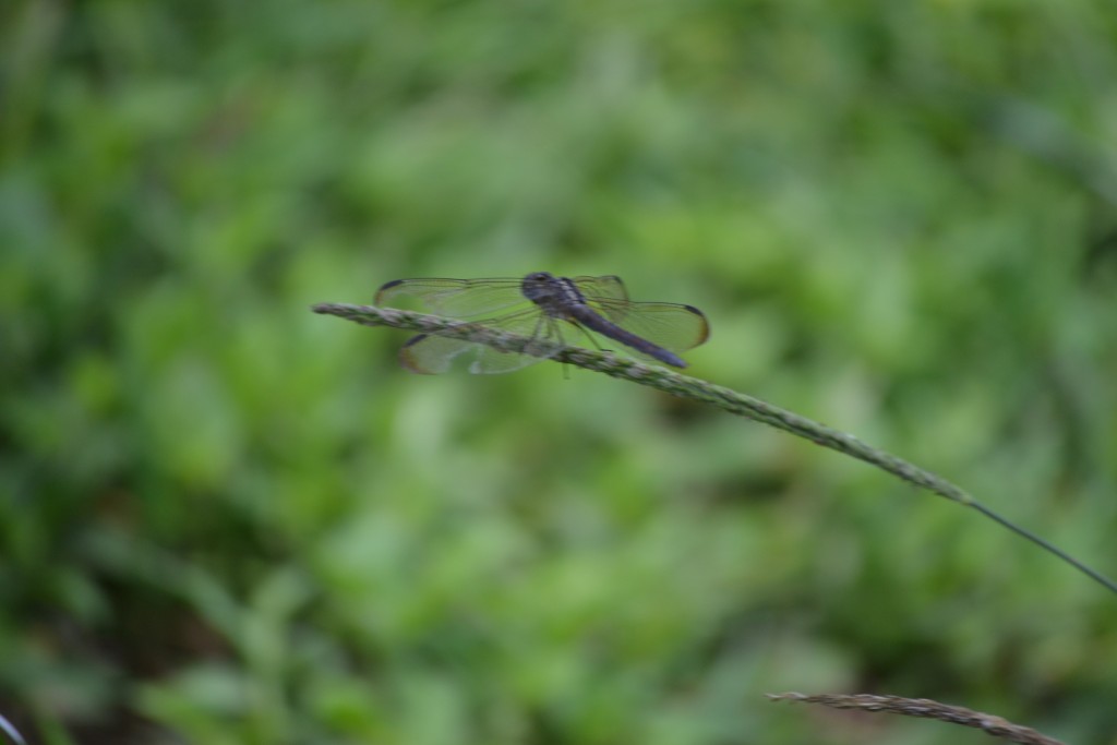 Foto de Nicoya (Guanacaste), Costa Rica