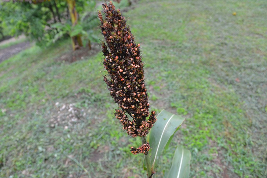 Foto de Nicoya (Guanacaste), Costa Rica