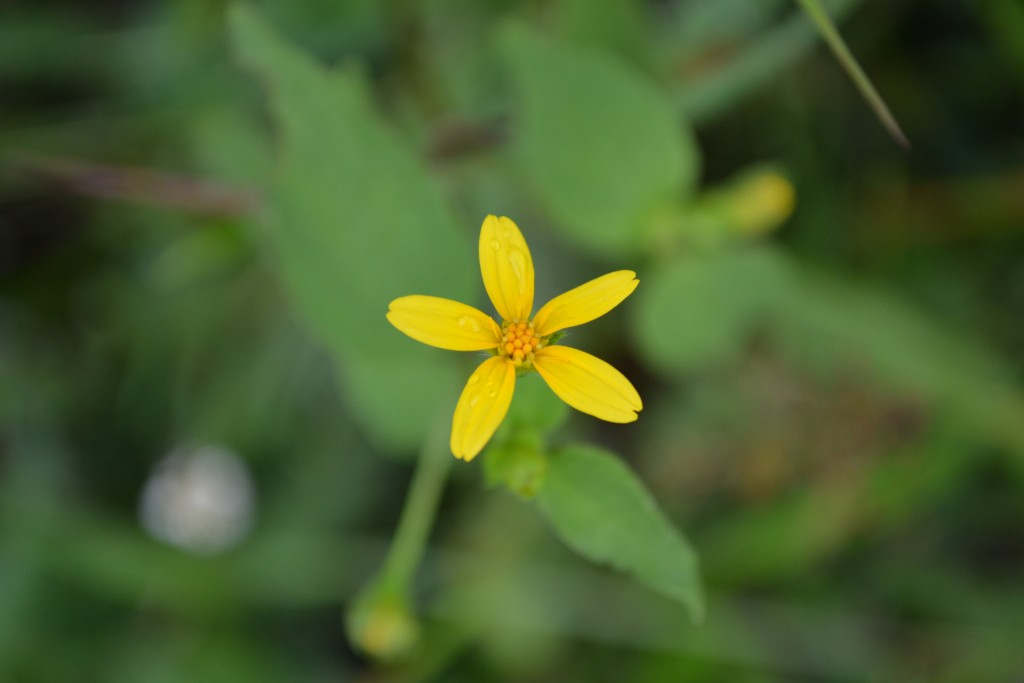 Foto de Nicoya (Guanacaste), Costa Rica