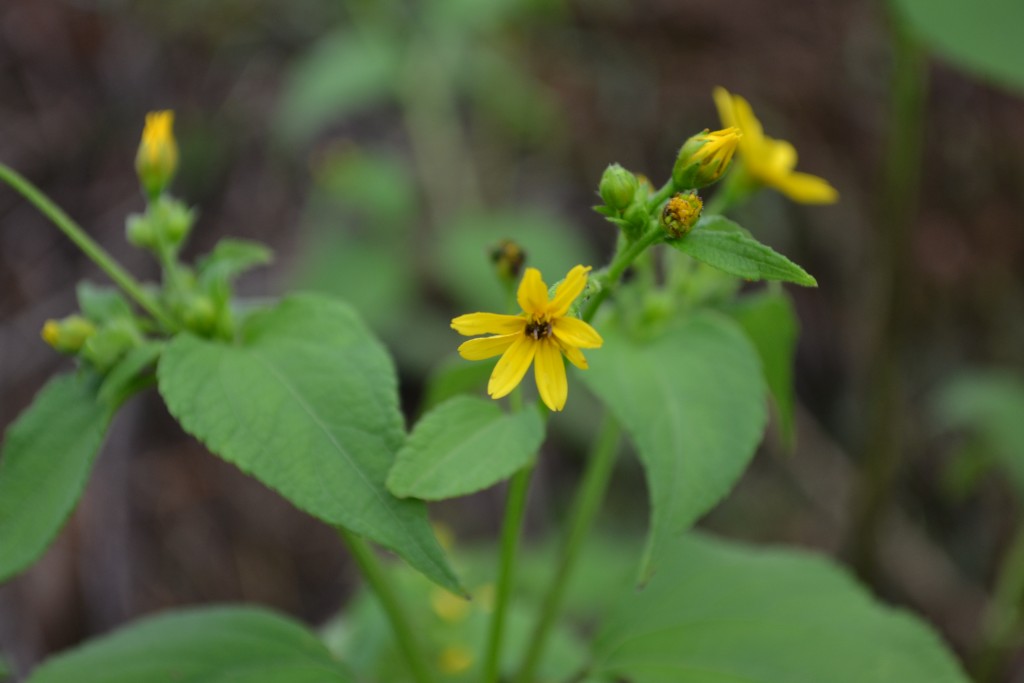 Foto de Nicoya (Guanacaste), Costa Rica