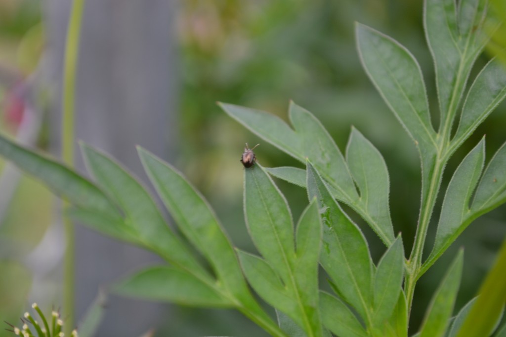 Foto de Nicoya (Guanacaste), Costa Rica
