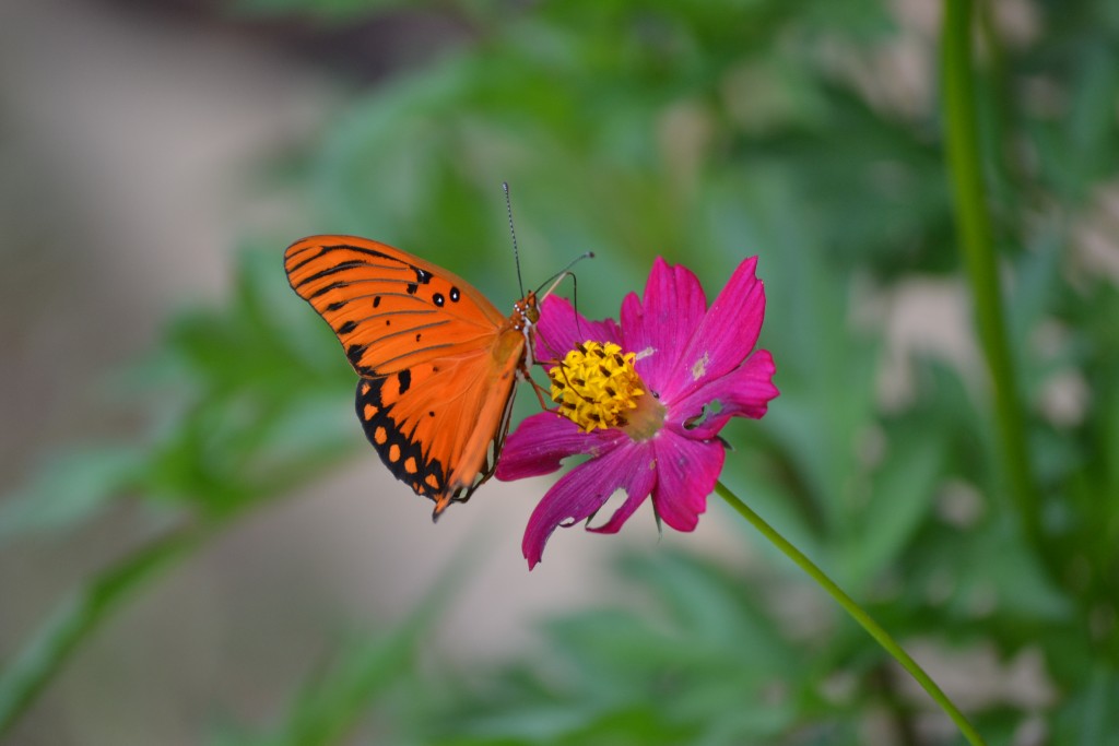 Foto de Nicoya (Guanacaste), Costa Rica