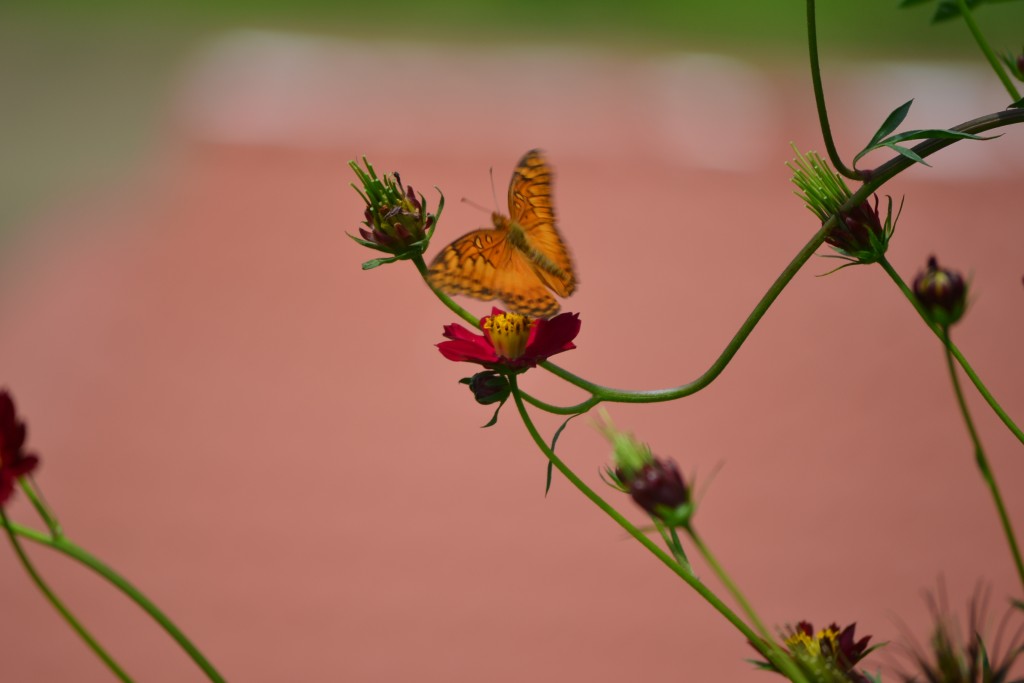 Foto de Nicoya (Guanacaste), Costa Rica
