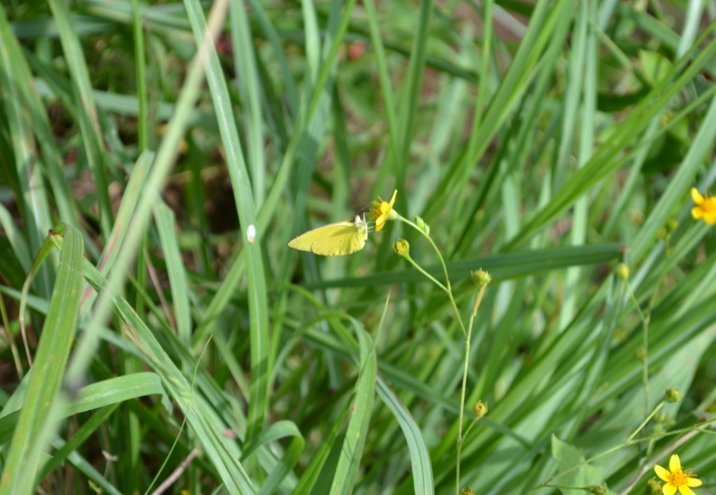 Foto de Nicoya (Guanacaste), Costa Rica