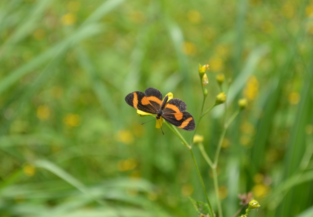 Foto de Nicoya (Guanacaste), Costa Rica