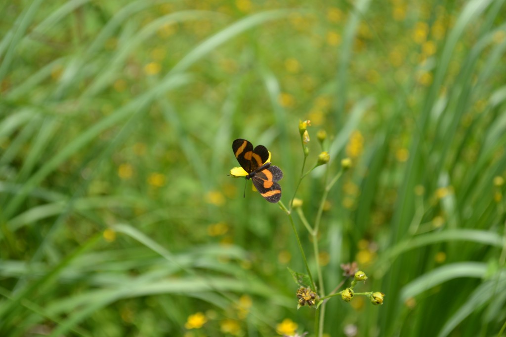 Foto de Nicoya (Guanacaste), Costa Rica