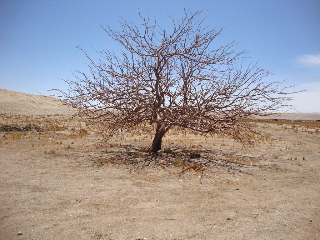 Foto: Arbol en el desierto - Chiu Chiu (Antofagasta), Chile