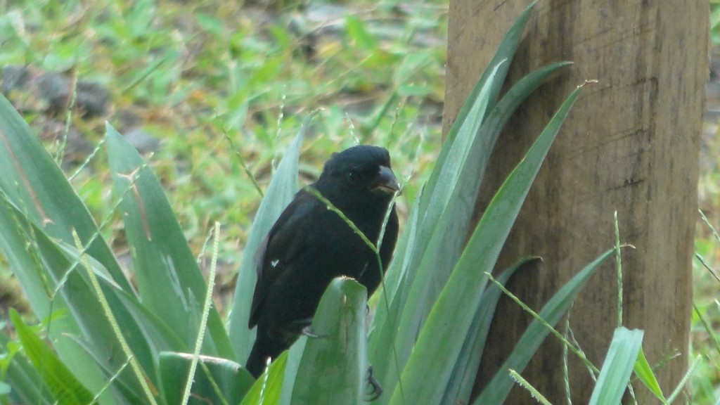 Foto de Upala (Alajuela), Costa Rica