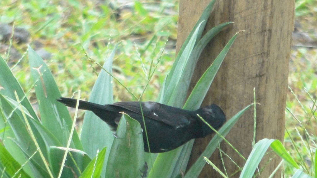 Foto de Upala (Alajuela), Costa Rica